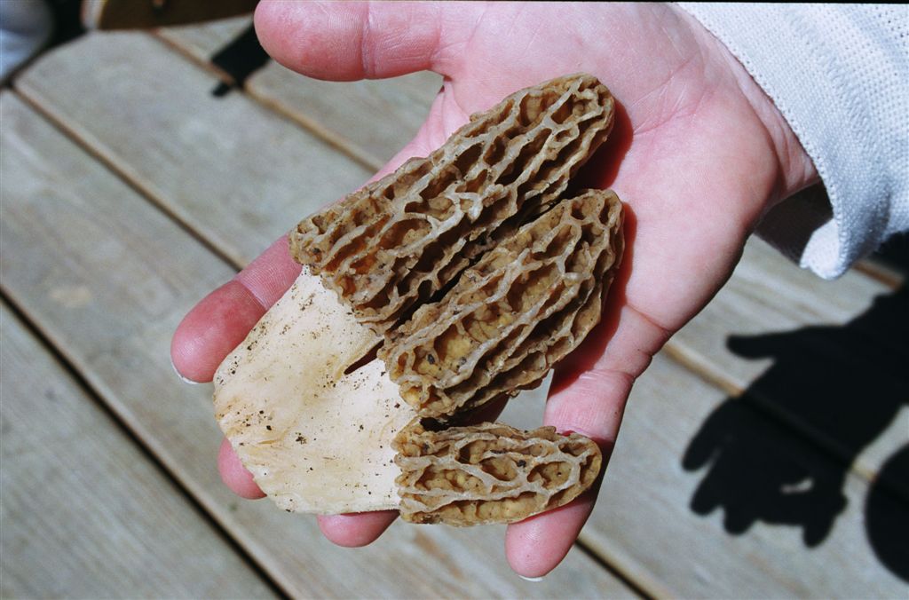 Morel Mushrooms Time!