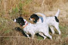 English-Setters