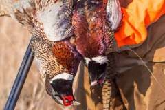IMG_7581