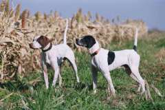 Pointers