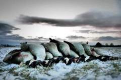 GEESE