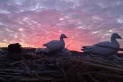 Illinois-Snow-Goose-Hunting