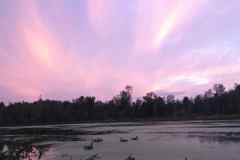 Waterfowl