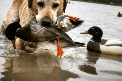 dog-and-duck