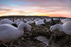 snow-goose-decoys