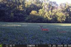 MOULTRIE DIGITAL GAME CAMERA