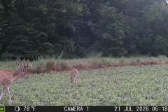 MOULTRIE DIGITAL GAME CAMERA