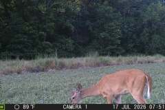 MOULTRIE DIGITAL GAME CAMERA