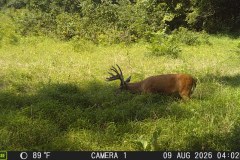 MOULTRIE DIGITAL GAME CAMERA
