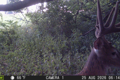 MOULTRIE DIGITAL GAME CAMERA