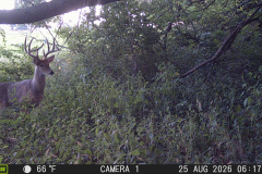 MOULTRIE DIGITAL GAME CAMERA