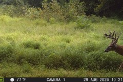 MOULTRIE DIGITAL GAME CAMERA
