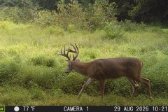 MOULTRIE DIGITAL GAME CAMERA