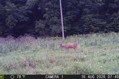 MOULTRIE DIGITAL GAME CAMERA