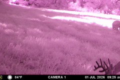 MOULTRIE DIGITAL GAME CAMERA