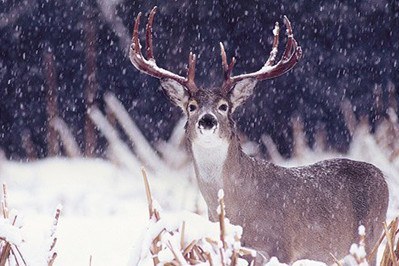 Image result for monster white tailed deer