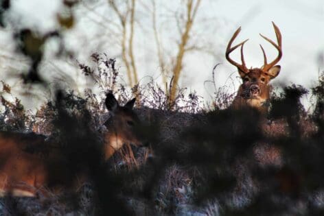 gun hunting the post rut