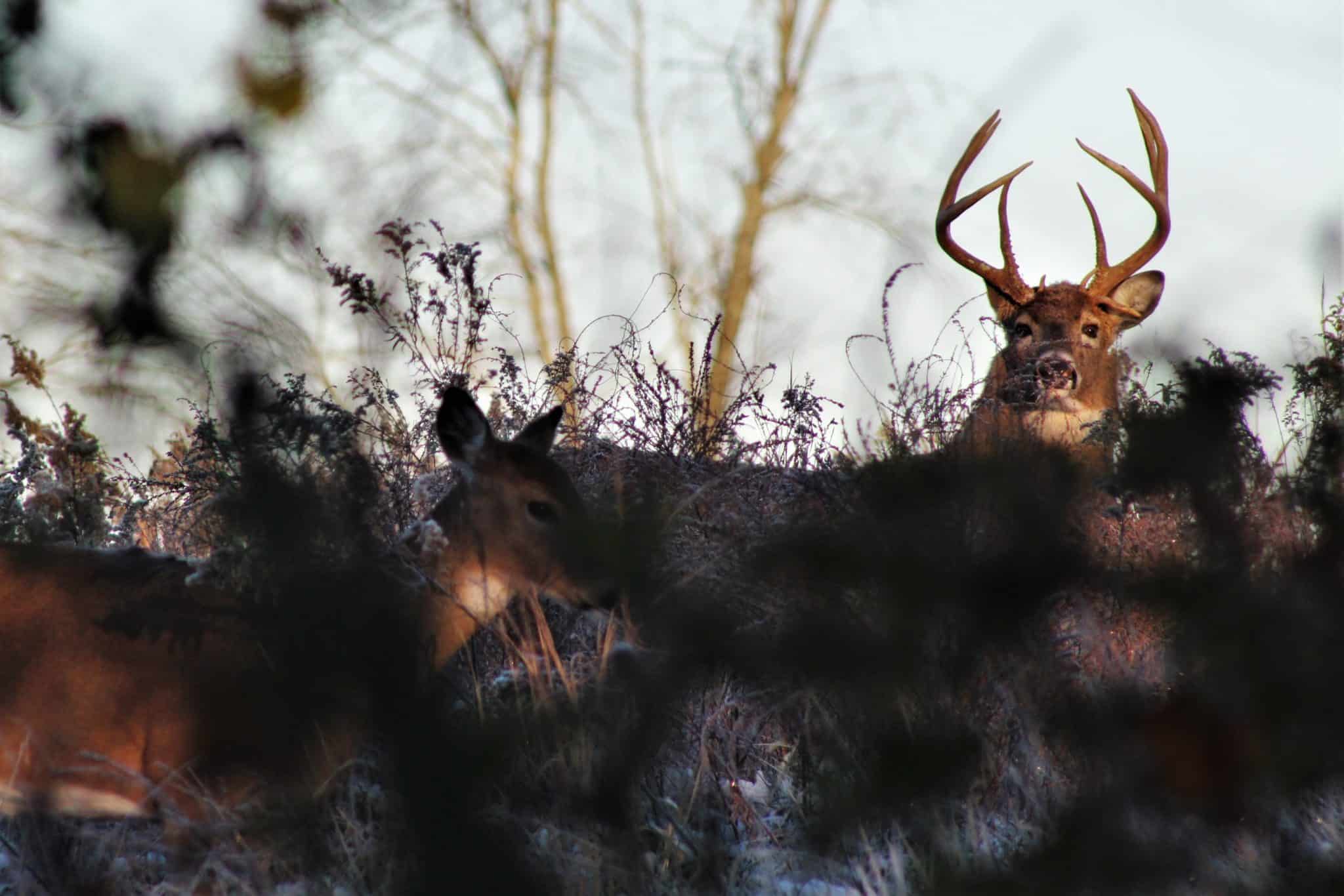 Peak Rut Guided Bow Hunts in Illinois Heartland Lodge