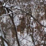 deer hunting acorns late season