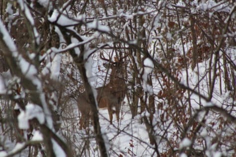 A big buck with antlers after a snow