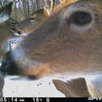 Overpopulation leads to less healthy whitetails