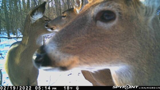 Overpopulation leads to less healthy whitetails