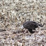 eagle along the mississippi river in illinois