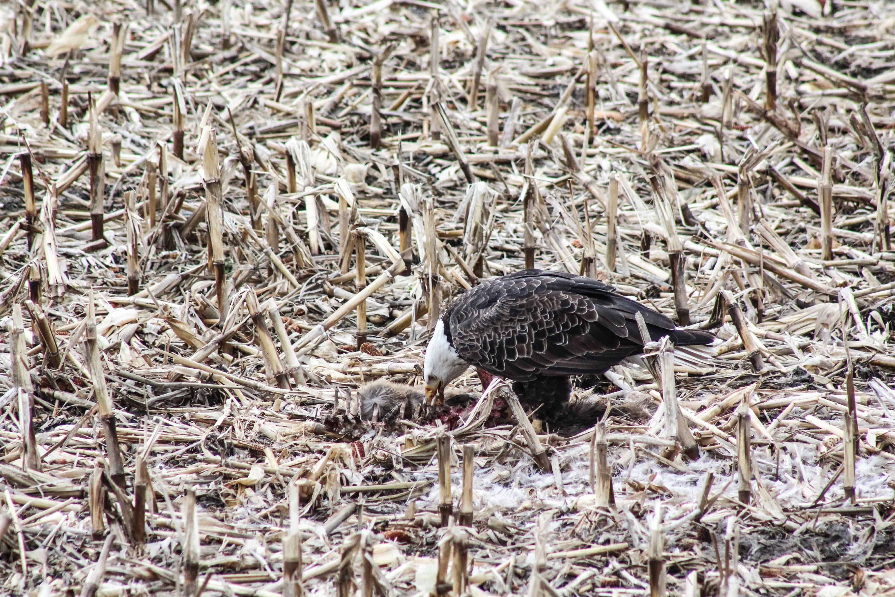 eagle along the mississippi river in illinois