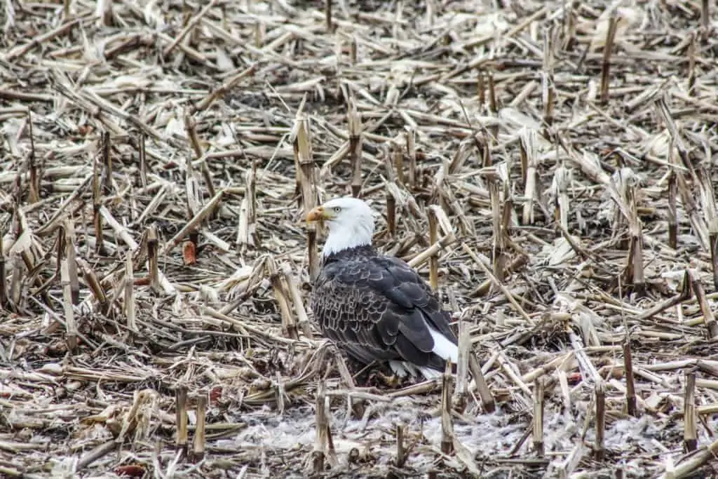 Bald Eagle just down the road from the lodge