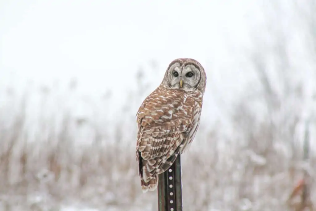 Owl perched on a post in front of the Sunset Valley Lodge