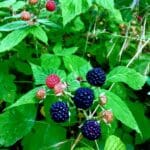 Wild Berries at Heartland Lodge