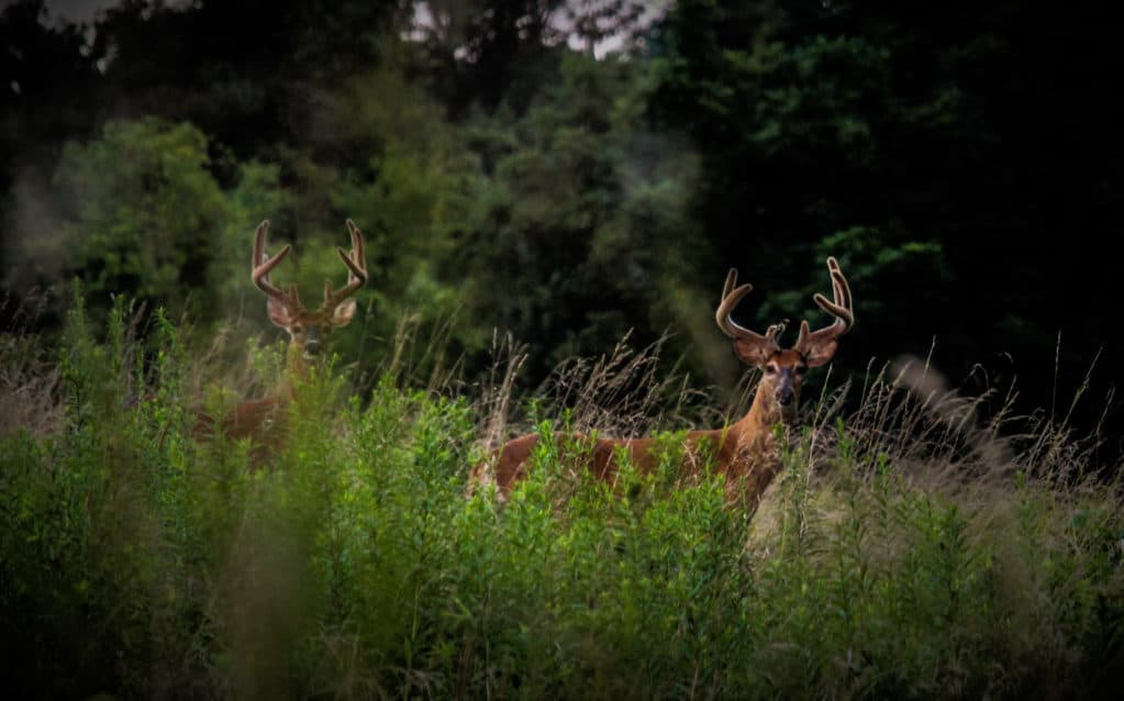 Summer Scouting for deer in Illinois