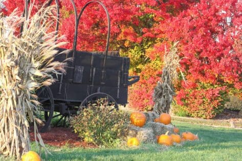 Fall vacation pumpkin setting