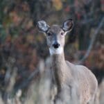 Hunting tips for late November