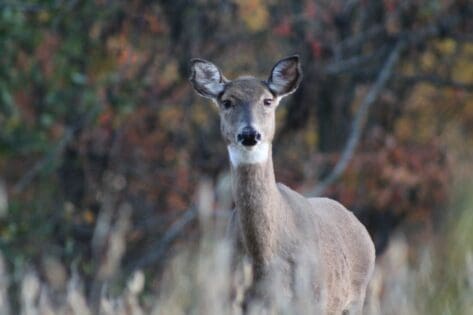 Hunting tips for late November