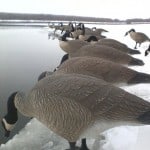 canada goose hunting in illinois