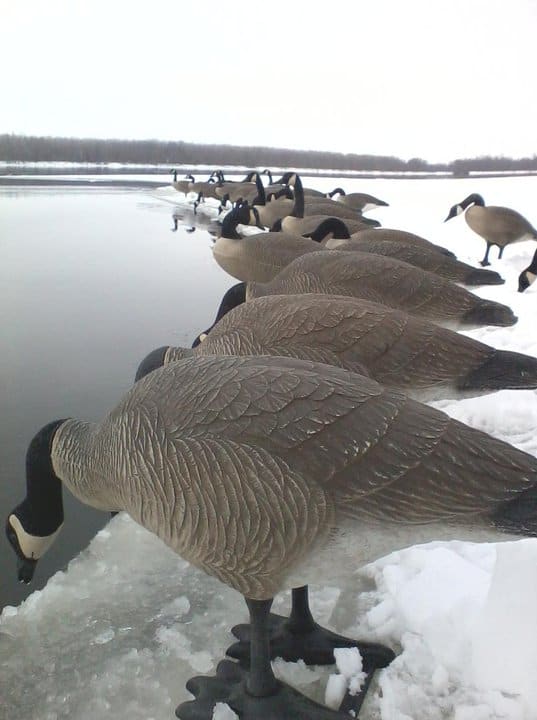 Canada goose hunting in Illinois