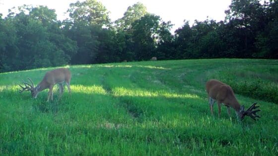 Whitetails feeding on cereal grains in Pike County, Illinois