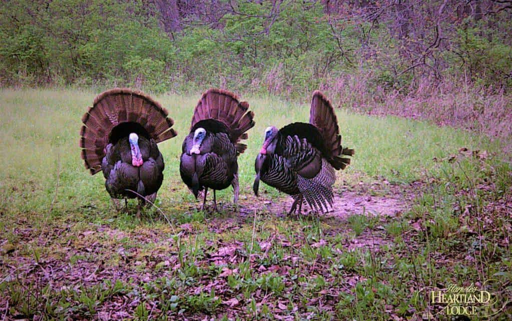 Outfitters in Illinois for Turkeys