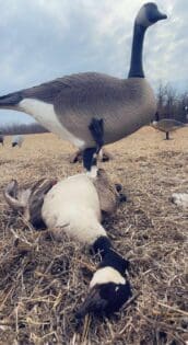 youth waterfowl hunt