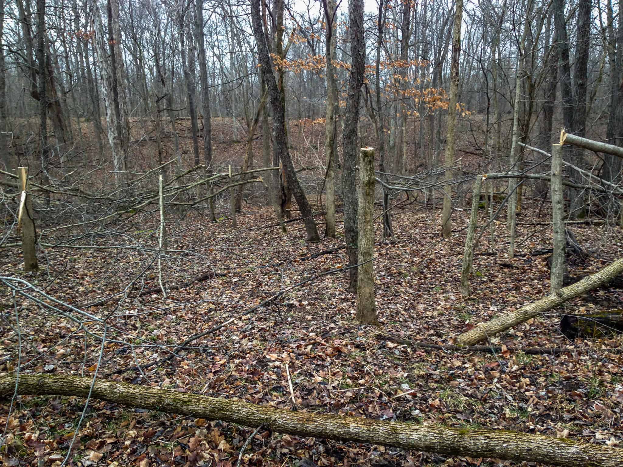 Hinge cutting in the hardwoods