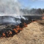 Fire line, improving habitat for wildlife and whitetails.