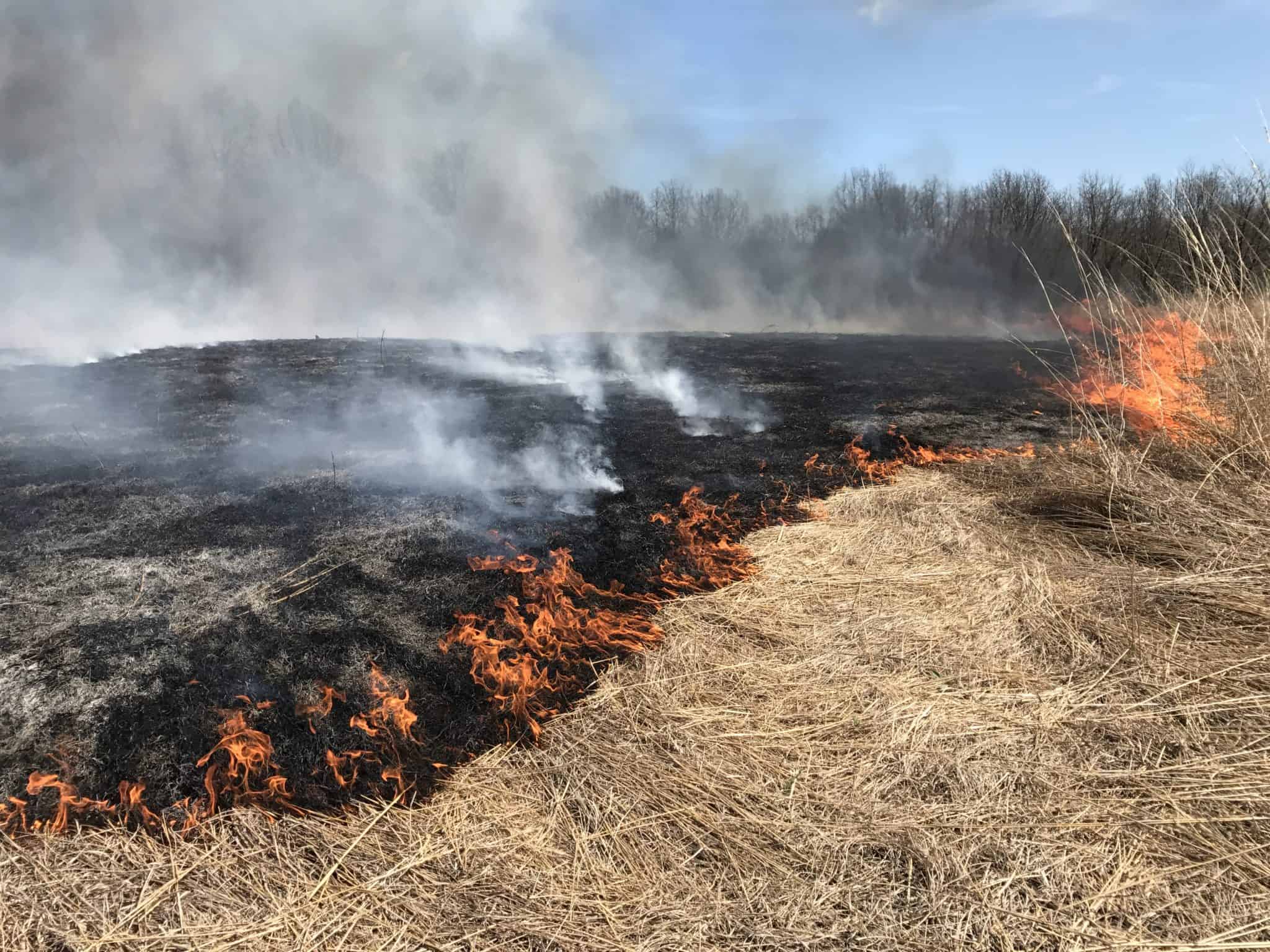 controlled burning for deer and turkey habitat