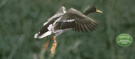guided waterfowl hunts in Pike County, Illinois