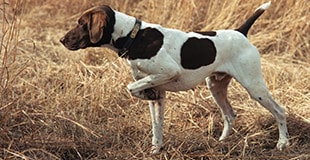 Hunting Dog