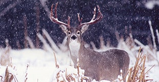 Whitetail Deer