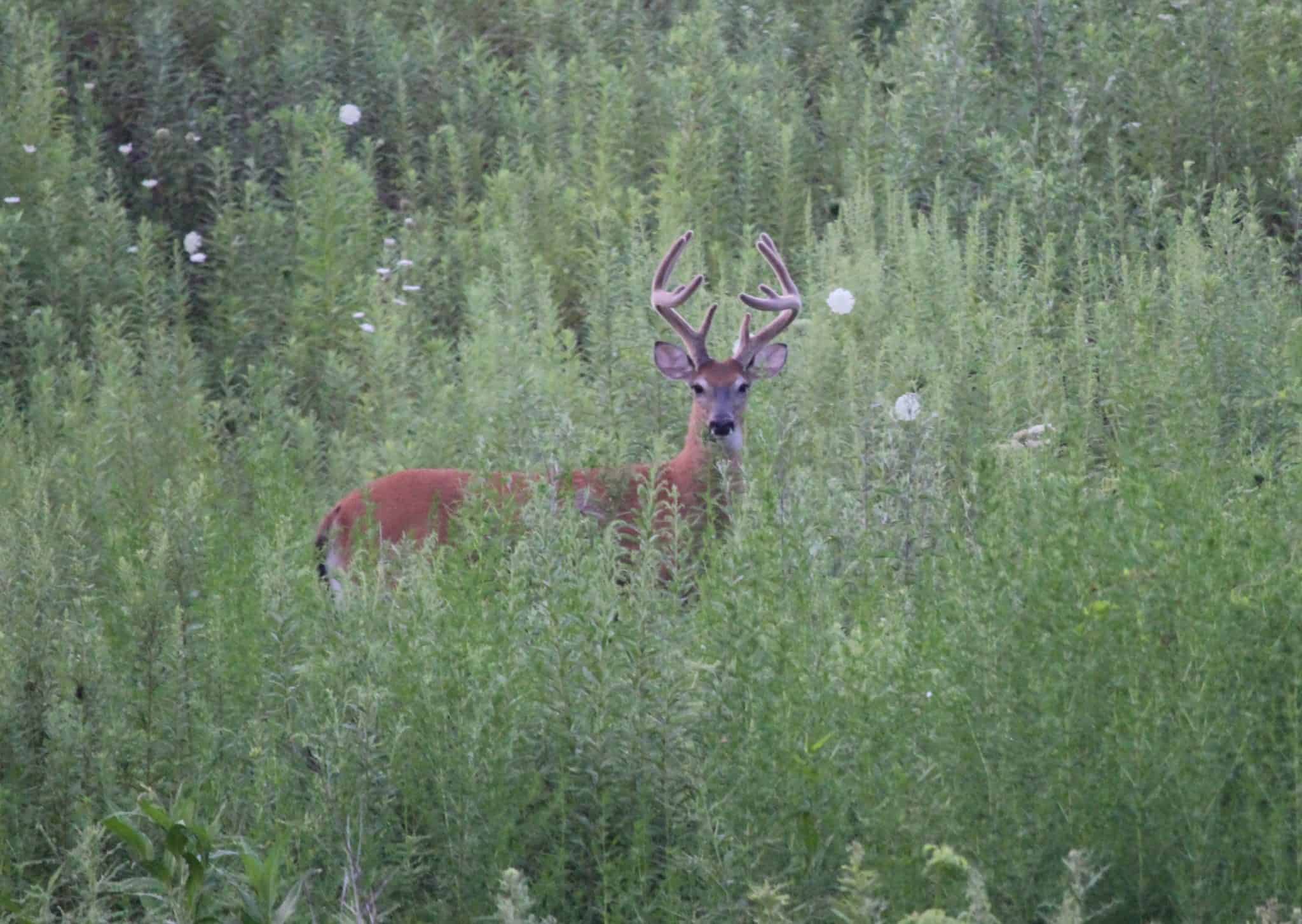 2016 Summer Scouting Photo