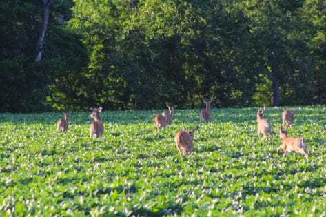 giant whitetails in velvet in the midwest