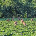 Rifle hunting effect on deer populations