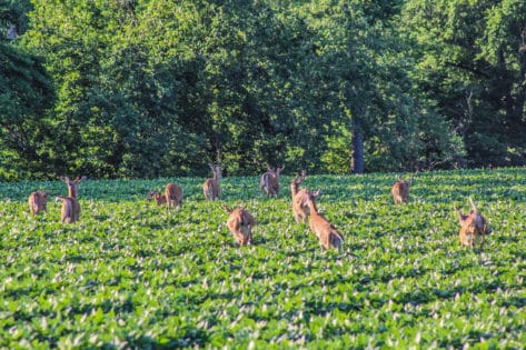 pike county deer hunting land for sale
